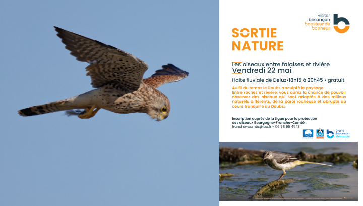 Les oiseaux entre falaises et rivière